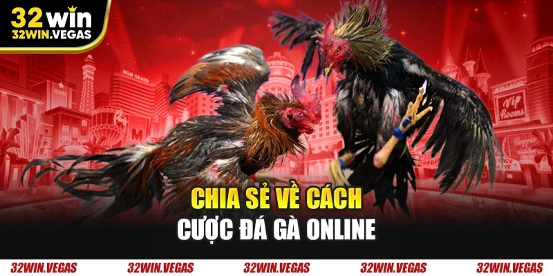 Chia sẻ về cách cược đá gà online